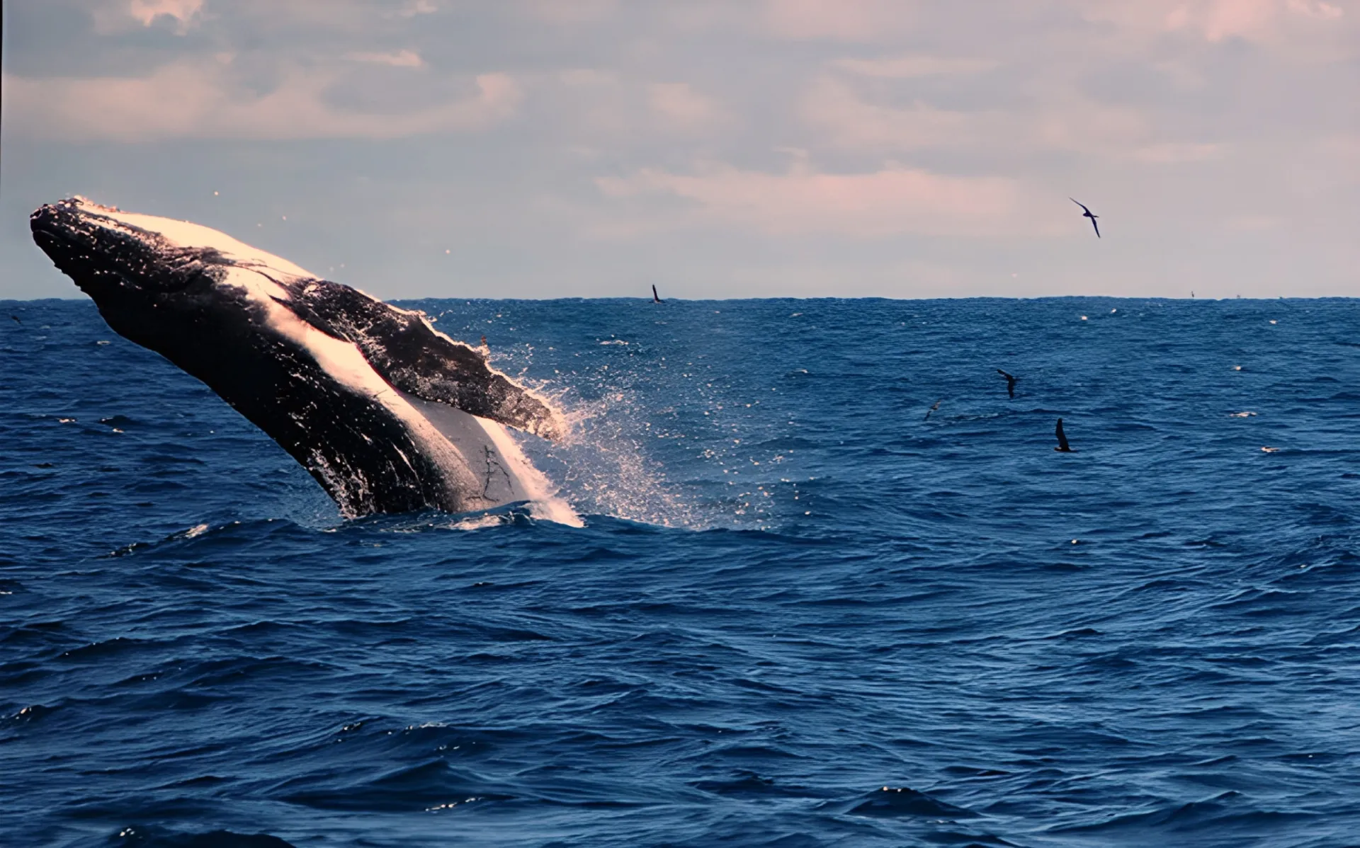 Humpback whale breaching off the Pearl Islands
