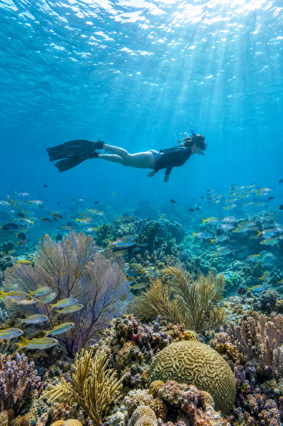 Snorkeller gliding over a coral reef in clear blue water